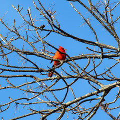 Small Cardinal in a Tree