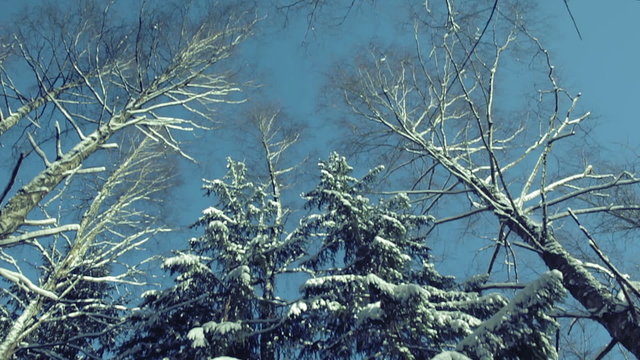 Snowy forest of Lithuania in winter. Crane movement