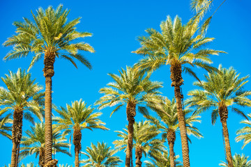 California Palms