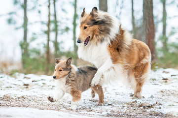 Rough collie mother playing with a puppy in winter