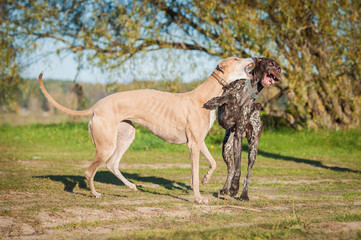 Obraz na płótnie Canvas German pointer playing with a greyhound