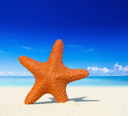 Obraz na płótnie Canvas Starfish on a tropical beach