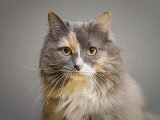 Cat Portrait - 75671686