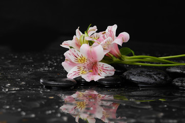 Wet Zen Spa Stones with lying down orchid