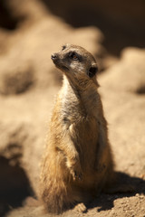 Meerkat