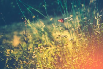 Wild Meadow with Butterfly