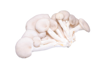 Oyster mushroom on white background