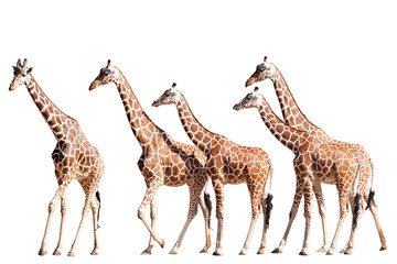 Girafes marchant isolé sur blanc