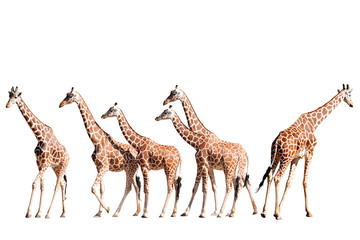 Obraz na płótnie Canvas Giraffes Walking Isolated on White