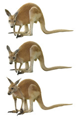 Un kangourou rouge isolé sur blanc