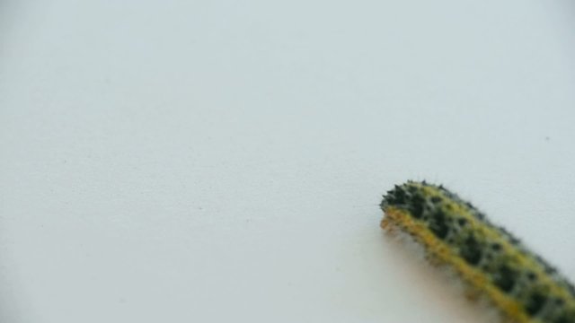 caterpillar walking on white