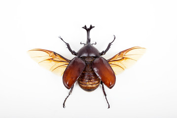 big horn beetle bug isolated on white background