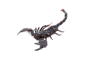 black scorpion isolated on white background