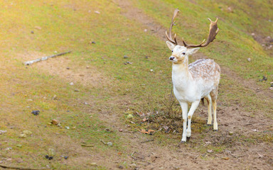 Fallow deer buck at park