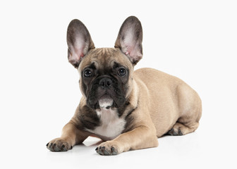 Dog. French bulldog puppy on white background