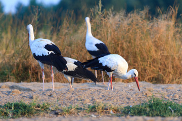 Fototapeta premium bird