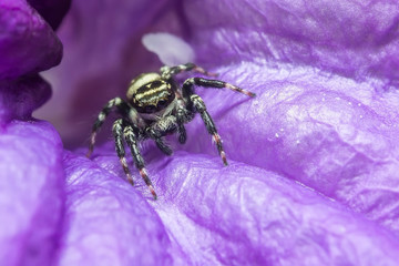 Jumping Spider