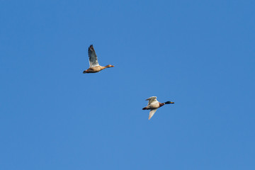 Obraz premium Anas platyrhynchos. Ánades Reales, en vuelo.