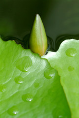 close up water drop on nature