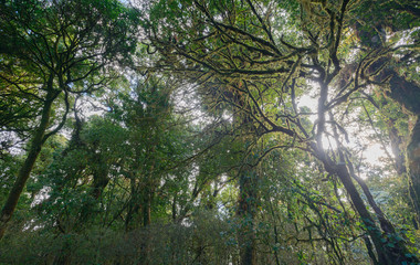 Fototapeta premium above ground mountain forest in Doi Inthanan National Park