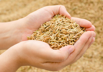 Closeup rice on farmer hand