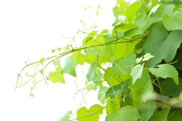 pampres de vigne sur fond blanc
