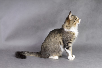 fluffy tabby cat sitting on a gray background