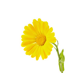 yellow calendula isolated on white background