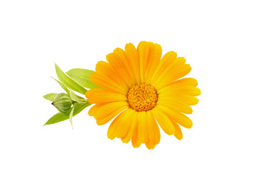 flower calendula isolated on white background