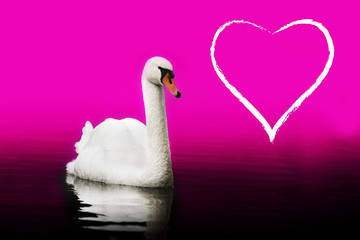 Romance & Love. Swan swimming in the magic lake.