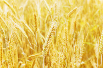 wheat field and wheat ear, natural summer or autumn background