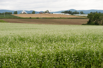 landscape of countryside  in Japan