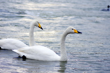 Fototapeta premium 白鳥