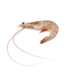 shrimp on white background