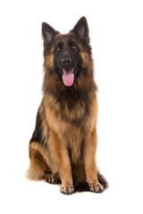 German Shepherd dog