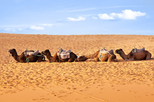 Camels in the desert of Morocco