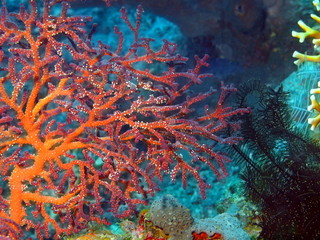 Naklejka na ściany i meble Gorgonian coral, Island Bali, Tulamben