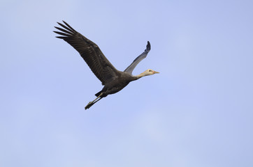 ナベヅル幼鳥の飛翔