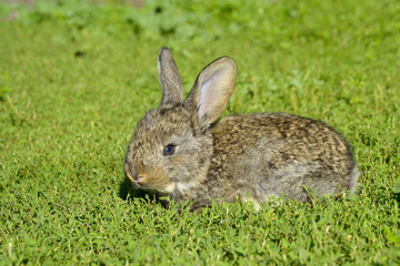 Naklejka na ściany i meble Funny baby rabbit in grass