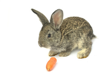 Obraz premium Little rabbit on white background