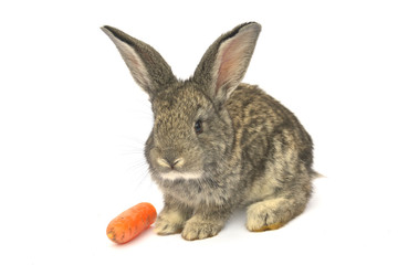 Little rabbit on white background