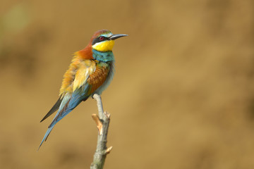 European bee-eater (Merops Apiaster) outdoor