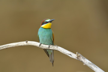 European bee-eater (Merops Apiaster) outdoor