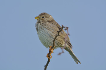 Close up Corn Bunting miliaria calandra