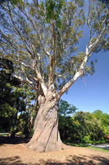 The Great Tree © dpe123