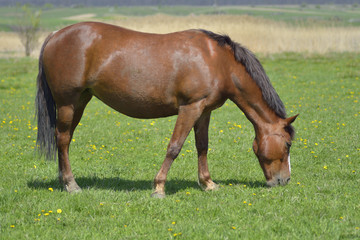 Naklejka na ściany i meble Beautiful horse on the green grass pasture