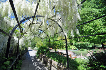 Wisteria Arch © dpe123