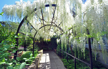 Wisteria Arch © dpe123