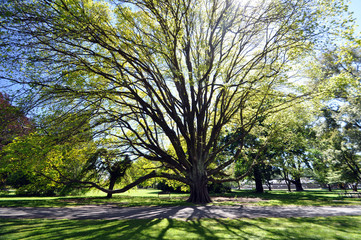 The Beautiful Tree © dpe123