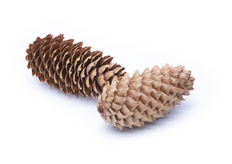 Fir cones